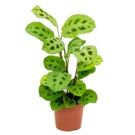 karsovena Plant কারসোভেনা ফল গাছ - Image 4