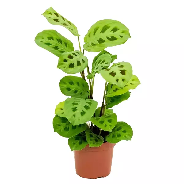 ezgif.com-resize-2023-02-24T204446.037 karsovena Plant কারসোভেনা ফল গাছ - Image 4