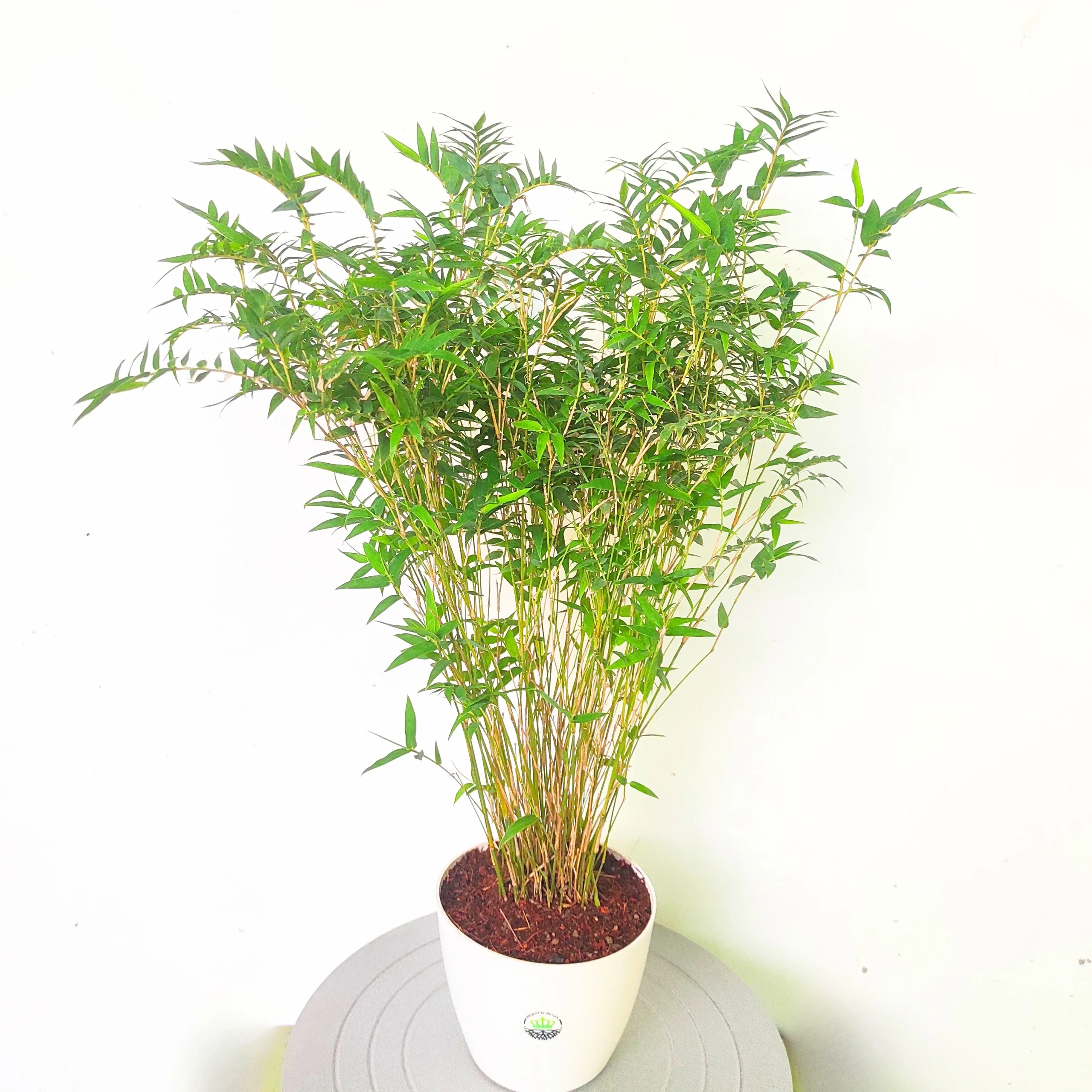 f3b52d7a-2b75-4a9b-b538-23b1331a6add China Bamboo চীনা বাঁশ - Image 4
