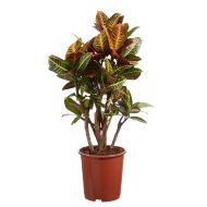 Codiaeum Patabahar পাতাবাহার গাছ - Image 5