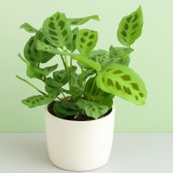 karsovena Plant কারসোভেনা ফল গাছ - Image 2