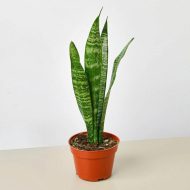 সবুজ স্নেকপ্ল্যান্ট গাছের চারা - Green snake plant for sale in Bangladesh