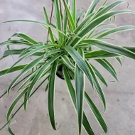 Spider Plant স্পাইডার প্ল্যান্ট - Image 3