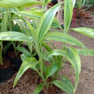 Lucky Bamboo লাকি ব্যাম্বু - Image 6
