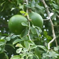 Wood Apple বেল গাছ - Image 2