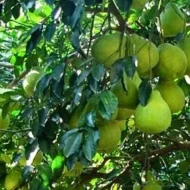 Thai Pomelo থাই জাম্বুরা - Image 3