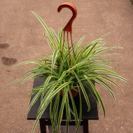 Spider Plant স্পাইডার প্ল্যান্ট - Image 7