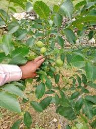 buy akhrot fruit plant online