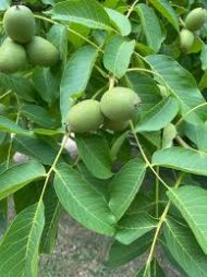 আখরোট গাছের চারা কিনুন | Walnut Tree Plant | Plant in BD - Image 4