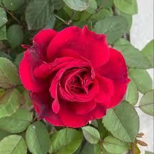 images (1) Red Rose Plant লাল গোলাপ গাছ - Image 3