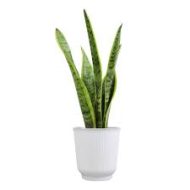 Green Snake Plant সবুজ স্নেকপ্ল্যান্ট - Image 4