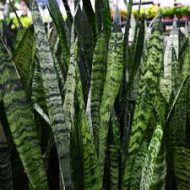 Green Snake Plant সবুজ স্নেকপ্ল্যান্ট - Image 5