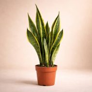 Yellow Snake Plant হলুদ স্নেকপ্ল্যান্ট - Image 5