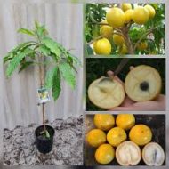 Abiu Fruit Tree Plant কিনুন | সারা বাংলাদেশ ডেলিভারি | Plants in BD - Image 2