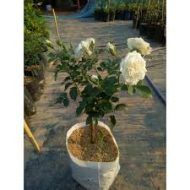 White Rose Plant সাদা গোলাপ গাছ - Image 4