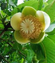 Hybrid Chalta Fruit Plant হাইব্রিড চালতা ফল গাছ - Image 3