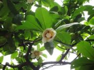 Hybrid Chalta Fruit Plant হাইব্রিড চালতা ফল গাছ - Image 4