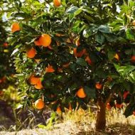 Chatoki Sweet Orange Plant চাটকি সুইট অরেঞ্জ - Image 6