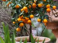 China Orange Tree চায়না অরেঞ্জ - Image 5