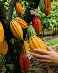 Cocoa Plant কোকোয়া ফল গাছ - Image 4