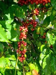 Coffee Tree Plant কফি গাছ - Image 5