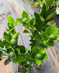 Cot Lemon Tree কট লেবু গাছ - Image 2