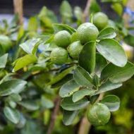 Cot Lemon Tree কট লেবু গাছ - Image 3
