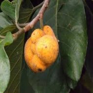 Dewa Fruit Plant ডেউয়া ফল গাছ - Image 5