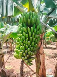 (G-9 Banana  Plant  জি-৯ কলা গাছ - Image 3