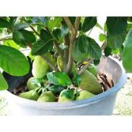 Thai Hybrid Jackfruit Plant থাই বারোমাসি হাইব্রিড কাঁঠাল গাছ - Image 3