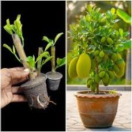 Thai Hybrid Jackfruit Plant থাই বারোমাসি হাইব্রিড কাঁঠাল গাছ - Image 7