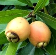 Gulap Jaam Plant গোলাপজাম  ফল গাছ - Image 3