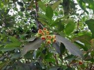 Gulap Jaam Plant গোলাপজাম  ফল গাছ - Image 5