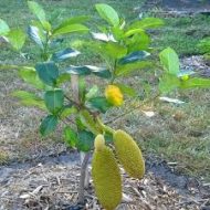 Hazari Seedless Jackfruit Plant মালয়েশিয়ান বীজহীন কাঁঠাল গাছ - Image 5