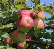 HRMN-99 Apple Plant HRMN-99 আপেল গাছ - Image 3