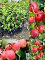 Kashmir Apple Kul কাশ্মীর আপেল কুল - Image 5