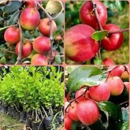 Kashmir Apple Kul কাশ্মীর আপেল কুল - Image 6