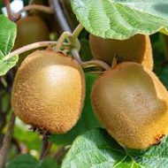 Kiwi Fruit Plant কিউই ফল গাছ - Image 2