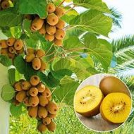 Kiwi Fruit Plant কিউই ফল গাছ - Image 3