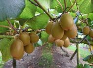Kiwi Fruit Plant কিউই ফল গাছ - Image 4