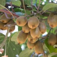 Kiwi Fruit Plant কিউই ফল গাছ - Image 5