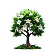 Kamini Plant কামিনী গাছ - Image 3