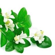 Kamini Plant কামিনী গাছ - Image 4