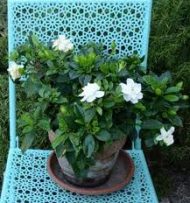 Gandharaj Flower Plant গন্ধরাজ ফুল গাছ - Image 2