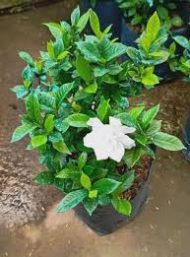 Gandharaj Flower Plant গন্ধরাজ ফুল গাছ - Image 3