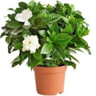 Gandharaj Flower Plant গন্ধরাজ ফুল গাছ - Image 4