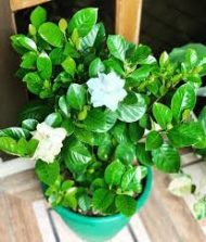 Gandharaj Flower Plant গন্ধরাজ ফুল গাছ - Image 5
