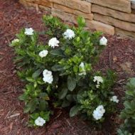 Gandharaj Flower Plant গন্ধরাজ ফুল গাছ - Image 6