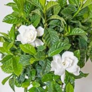 Gandharaj Flower Plant গন্ধরাজ ফুল গাছ - Image 7