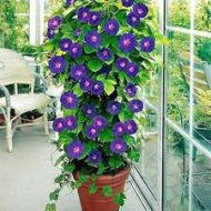 Morning Glory মর্নিং গ্লোরি - Image 3